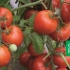 Kako dobiti dva prinosa paradajza po sezoni